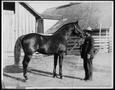 Photograph: [Albert Peyton George holding the lead rope of a horse]
