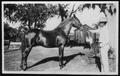 Thumbnail image of item number 1 in: '[Albert Peyton George showing a horse at his ranch]'.