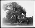 Photograph: [Three people standing near a large moss covered oak tree]
