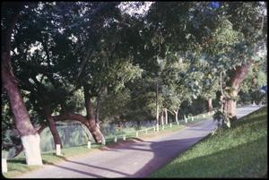 Primary view of object titled '[Roadway Through Max Starcke Park]'.