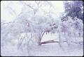Photograph: [Trees Broken by Ice Storm]