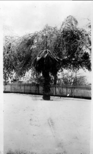 Primary view of object titled '[Photograph of Palm Tree]'.