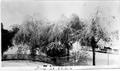Thumbnail image of item number 1 in: '[Icy trees outlining the white picket fence that surrounds the George house]'.