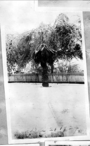 Primary view of object titled '[Photograph of Palm Tree]'.