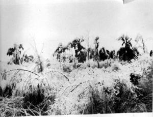 Primary view of [Photograph of an Overgrown Field]