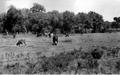 Photograph: [Photograph of nine cows grazing in a field]