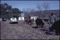 Photograph: [Feeding Cattle on the Clifton Fielder Ranch]