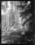 Primary view of [Photograph of Woman and Child on Path in Woods]
