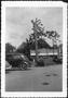 Photograph: [Automobiles surrounding a large pecan tree]