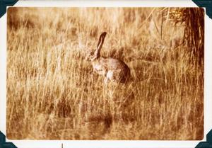 Primary view of object titled 'Western Jack Rabbit'.