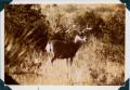 Photograph: [Mule Deer Buck]