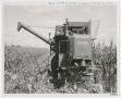Thumbnail image of item number 1 in: '[Photograph of Harvesting Machine in Milo Field]'.