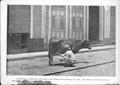 Photograph: [A man milking a cow in a street]