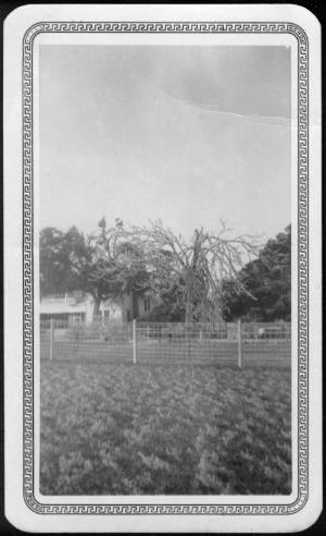 Primary view of object titled '[George Ranch house and yard after a freeze]'.