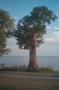 Photograph: [Tree By Lake #3]
