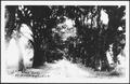 Thumbnail image of item number 1 in: '[Postcard image of "Pine Alley St. Martinville - LA.-"]'.